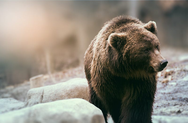Bear