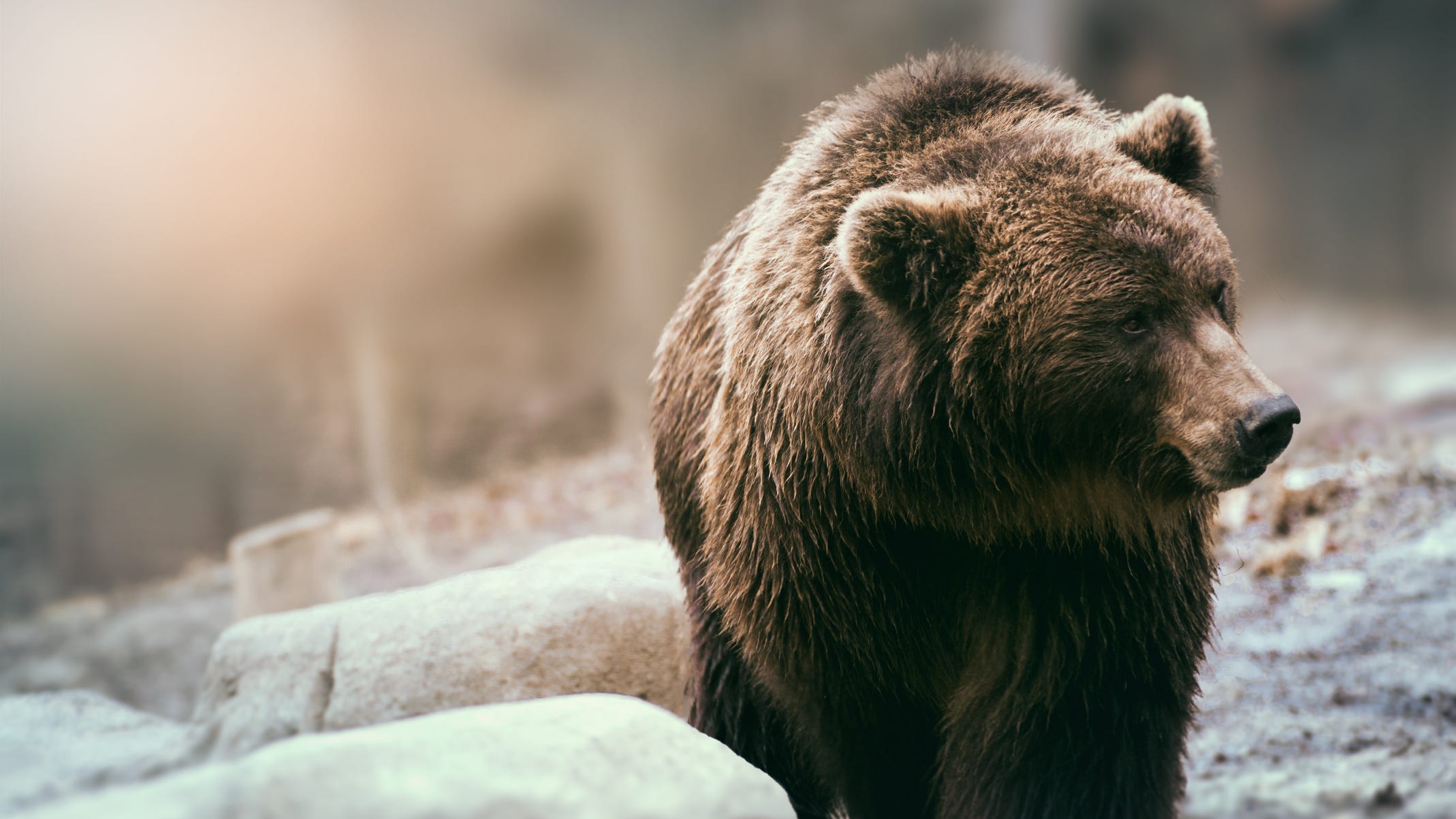 Grizzly suspected in death of Montana father who lost home in fire