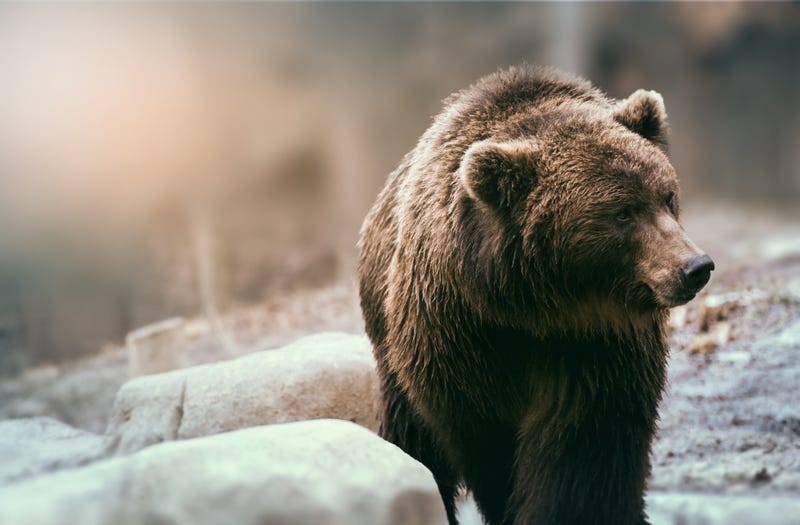 Grizzly bear stock photo.