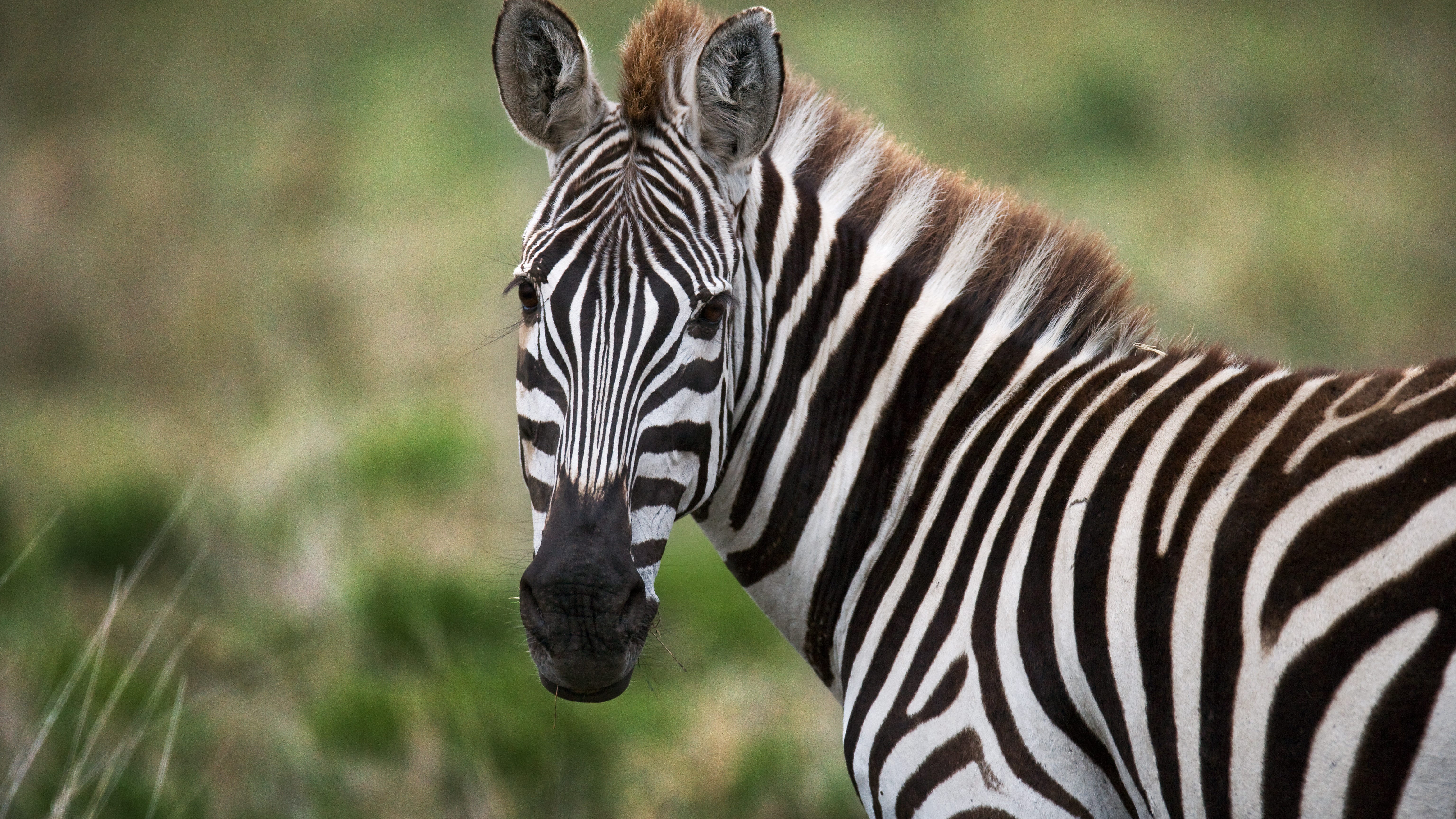 Video shows five zebras on the loose in Maryland
