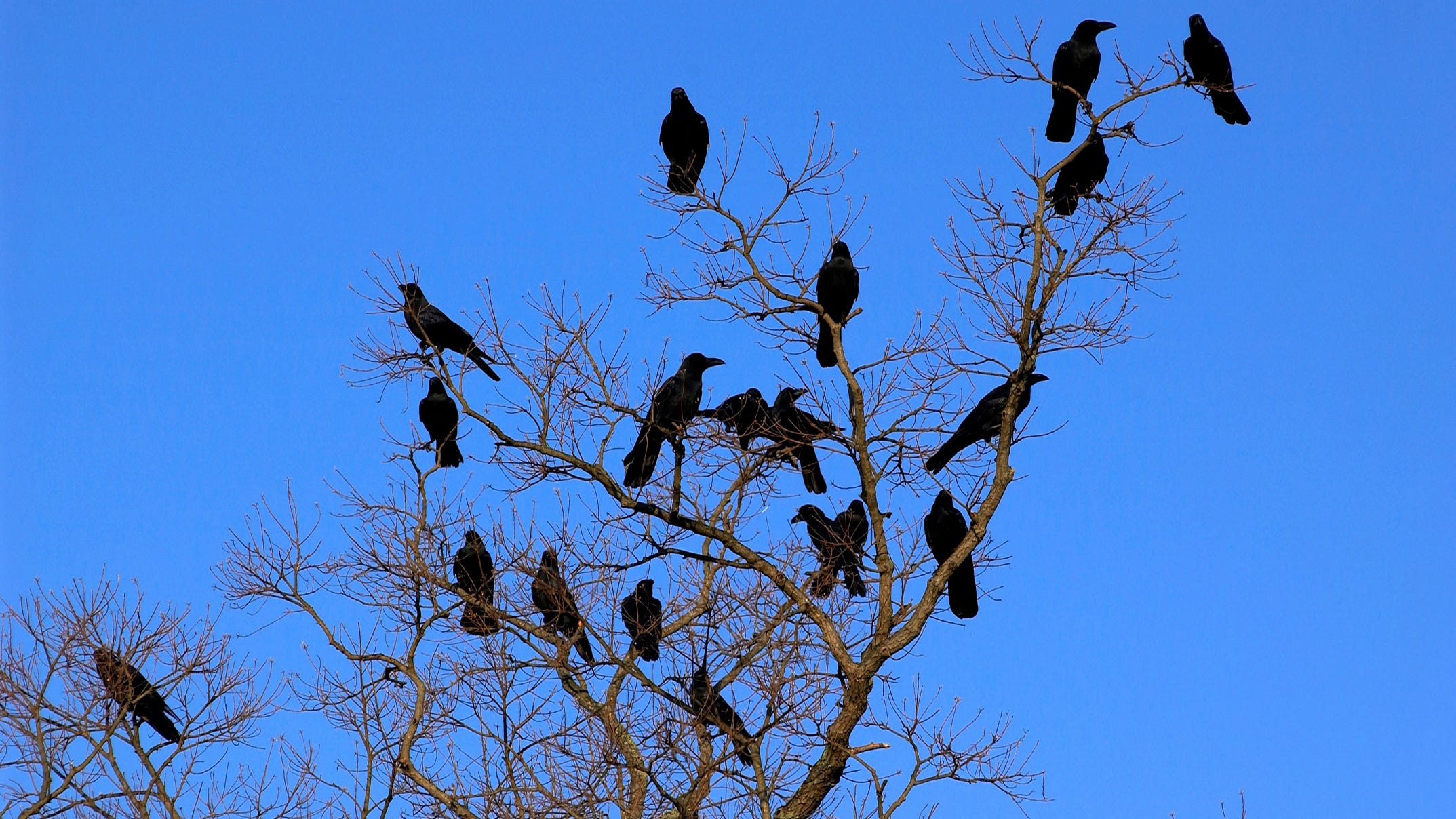 Sunnyvale considers high-tech lasers to combat crow problem