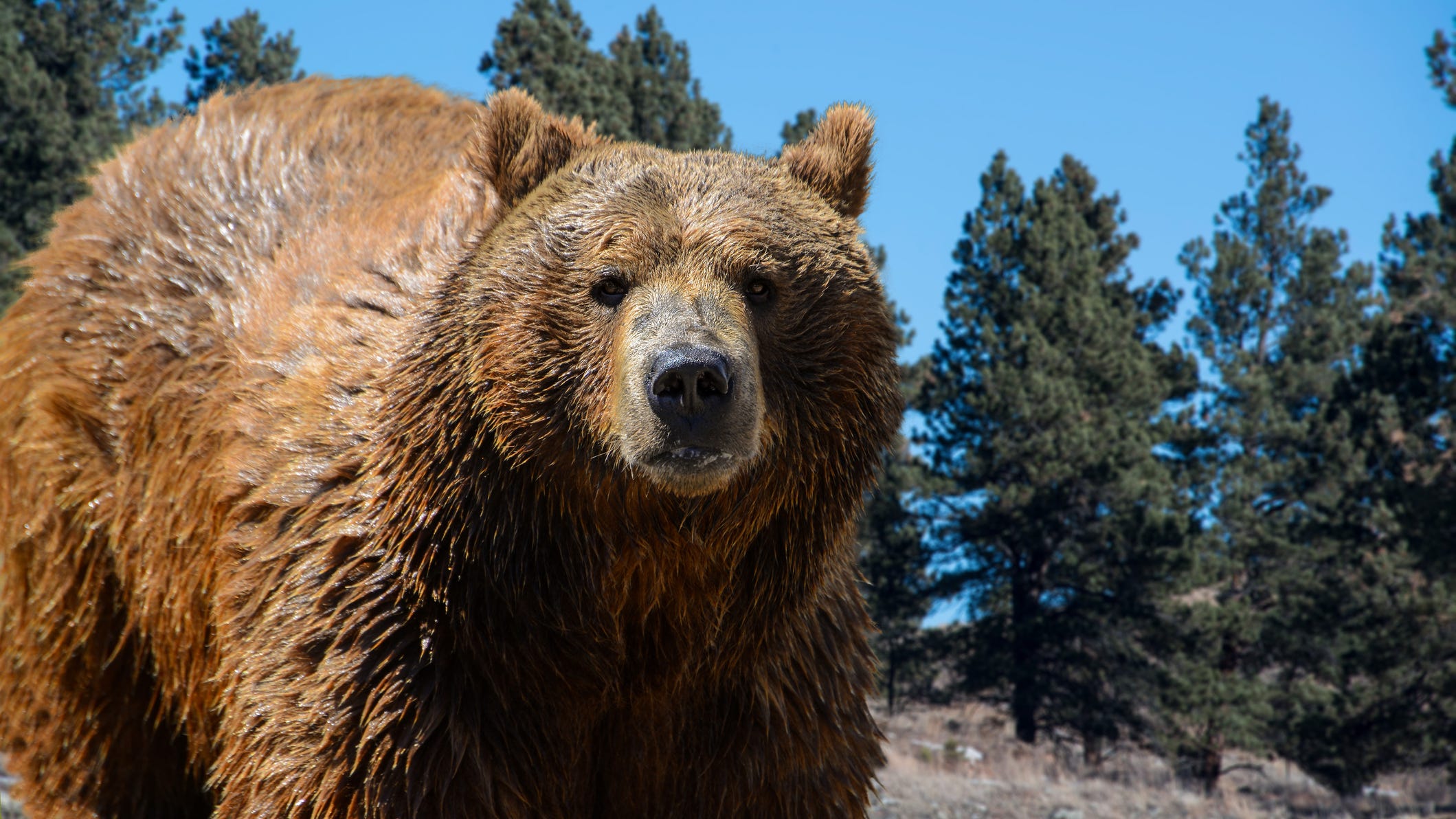 WATCH: Bear charges at woman who approached for a photo op