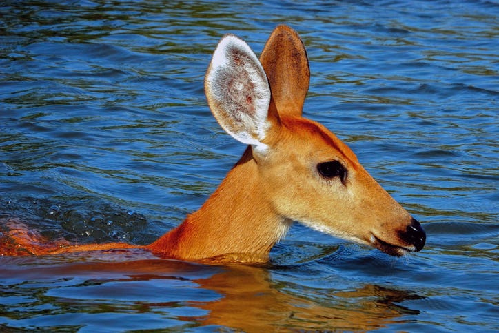 Deer in swimming pool