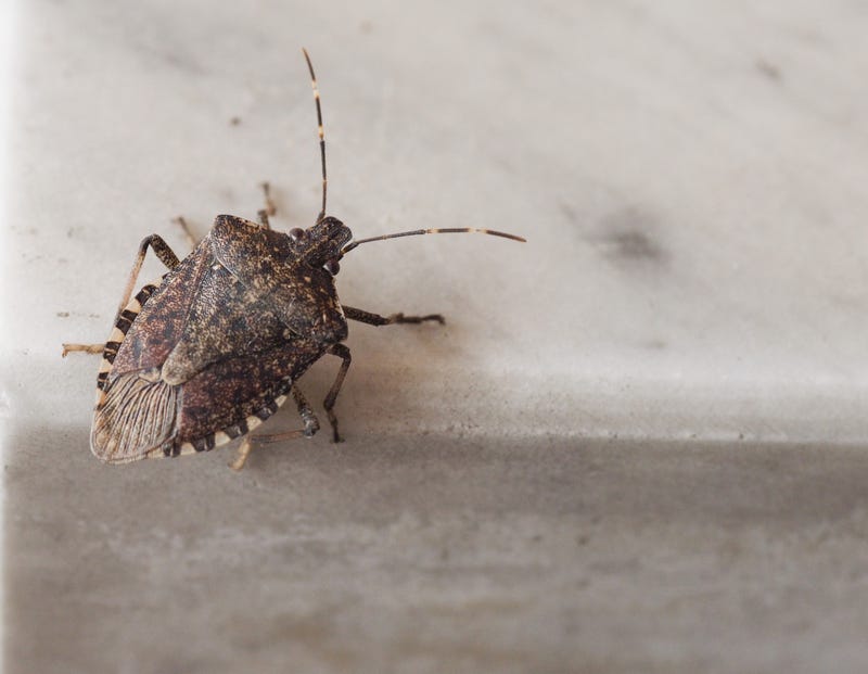 Stock photo of brown marmorated stink bug