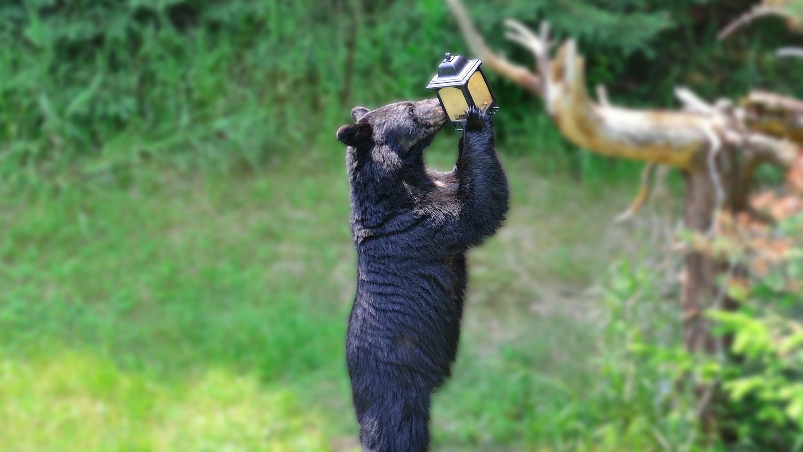 Michigan DNR advises removing bird feeders while black bears prepare for hibernation