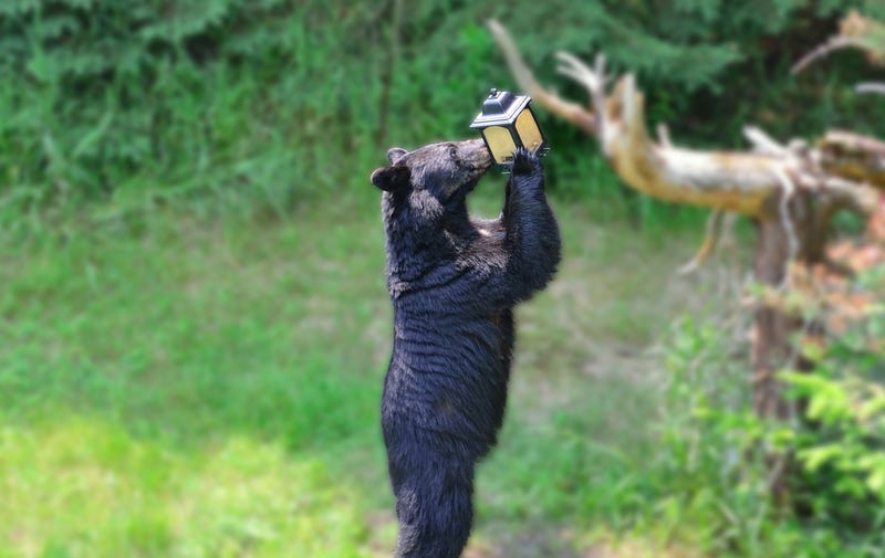 Black bear eating from bird feeder