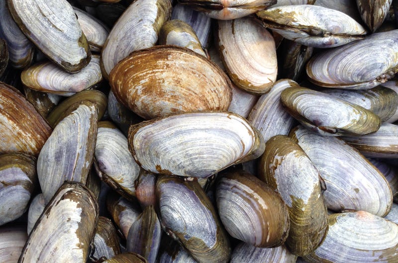 Shellfish are getting baked alive by the heat wave affecting the western U.S.
