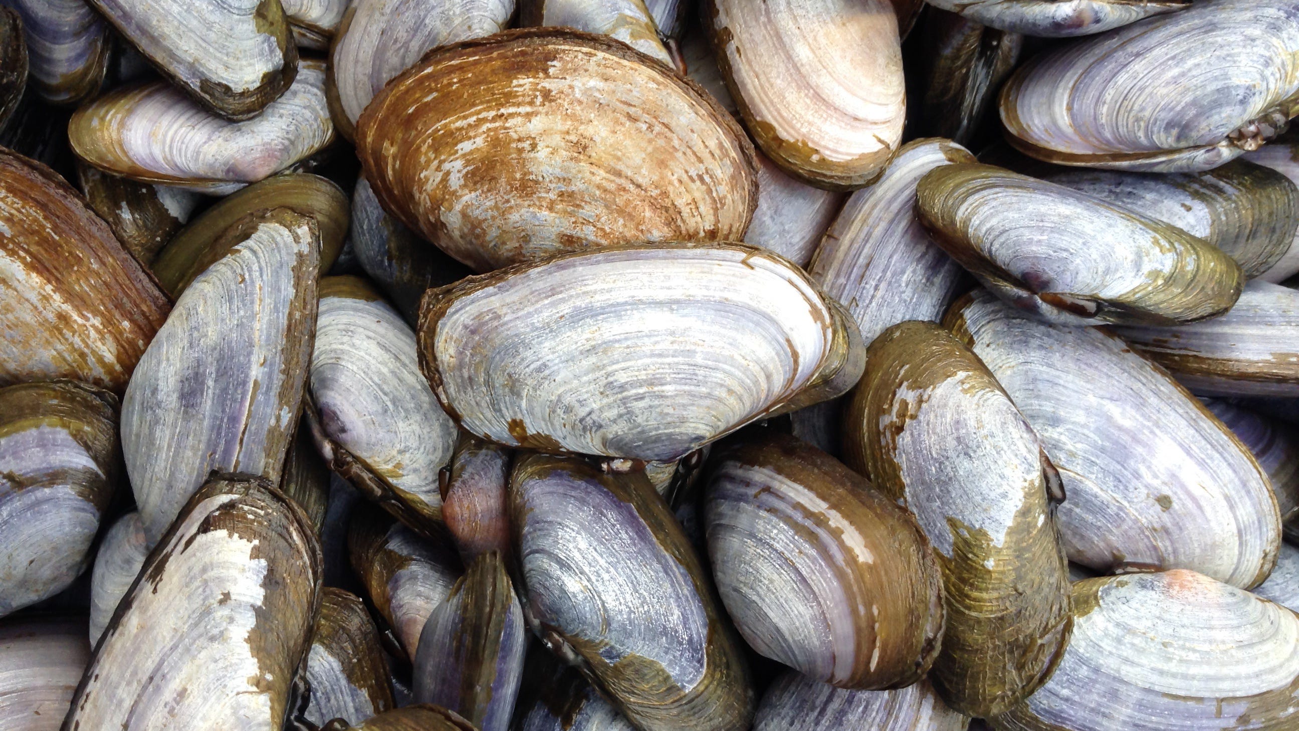 Shellfish getting baked alive by historic heatwave