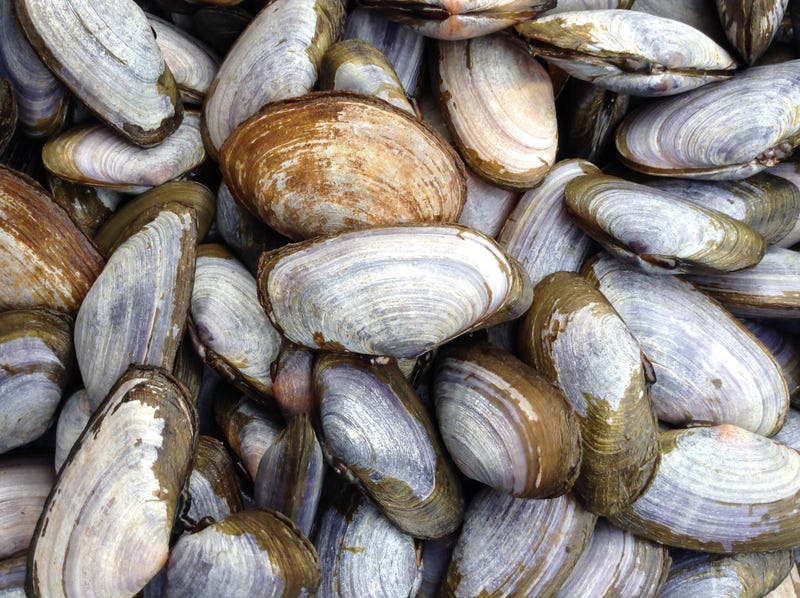 Shellfish are getting baked alive by the heat wave affecting the western U.S.
