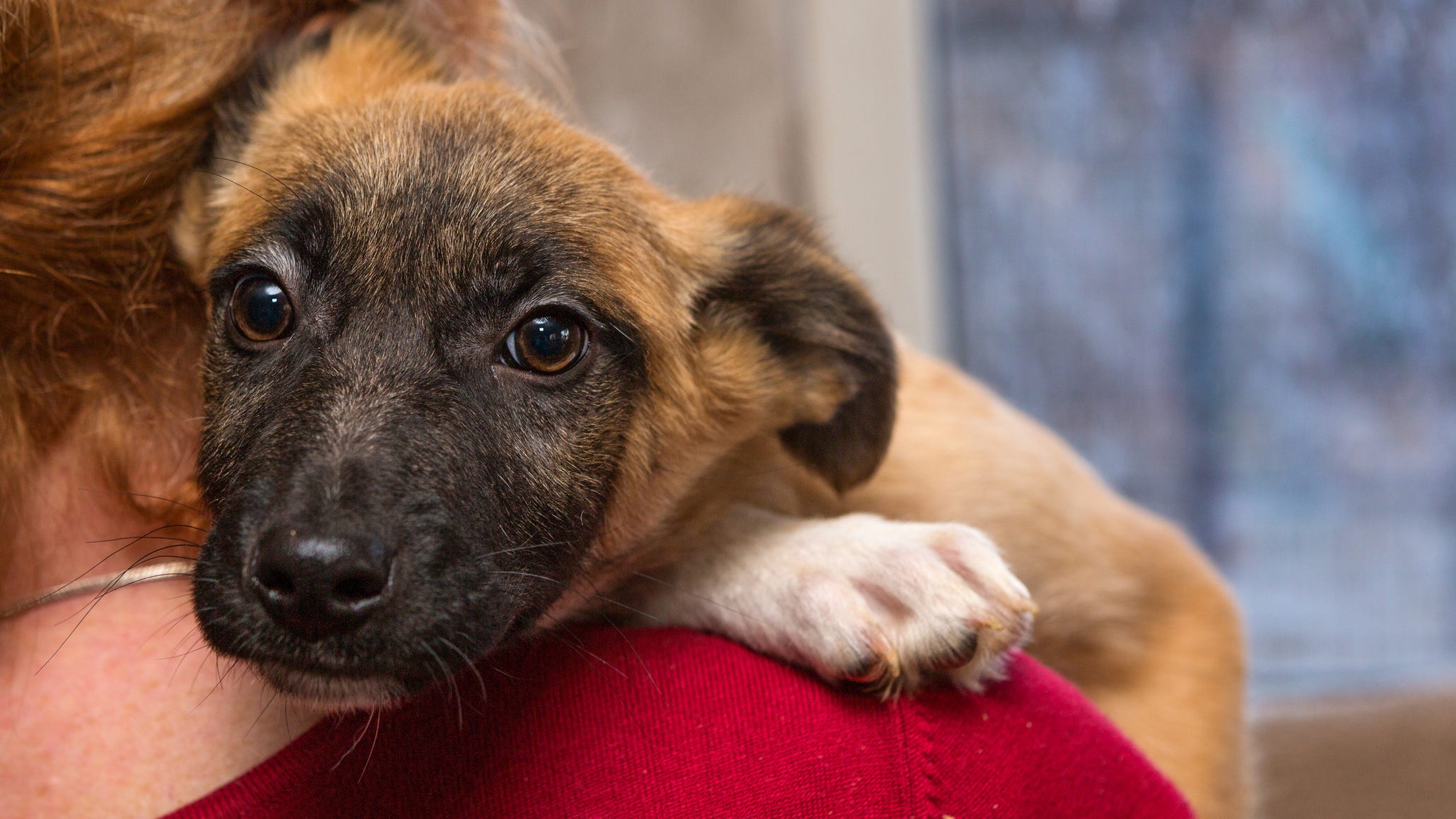 Berkeley animal shelter rescues dogs from tragic hoarding case