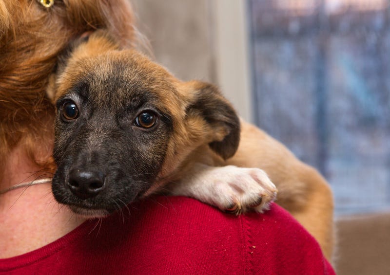 Picture of dog in the arms of a woman from Getty Images.