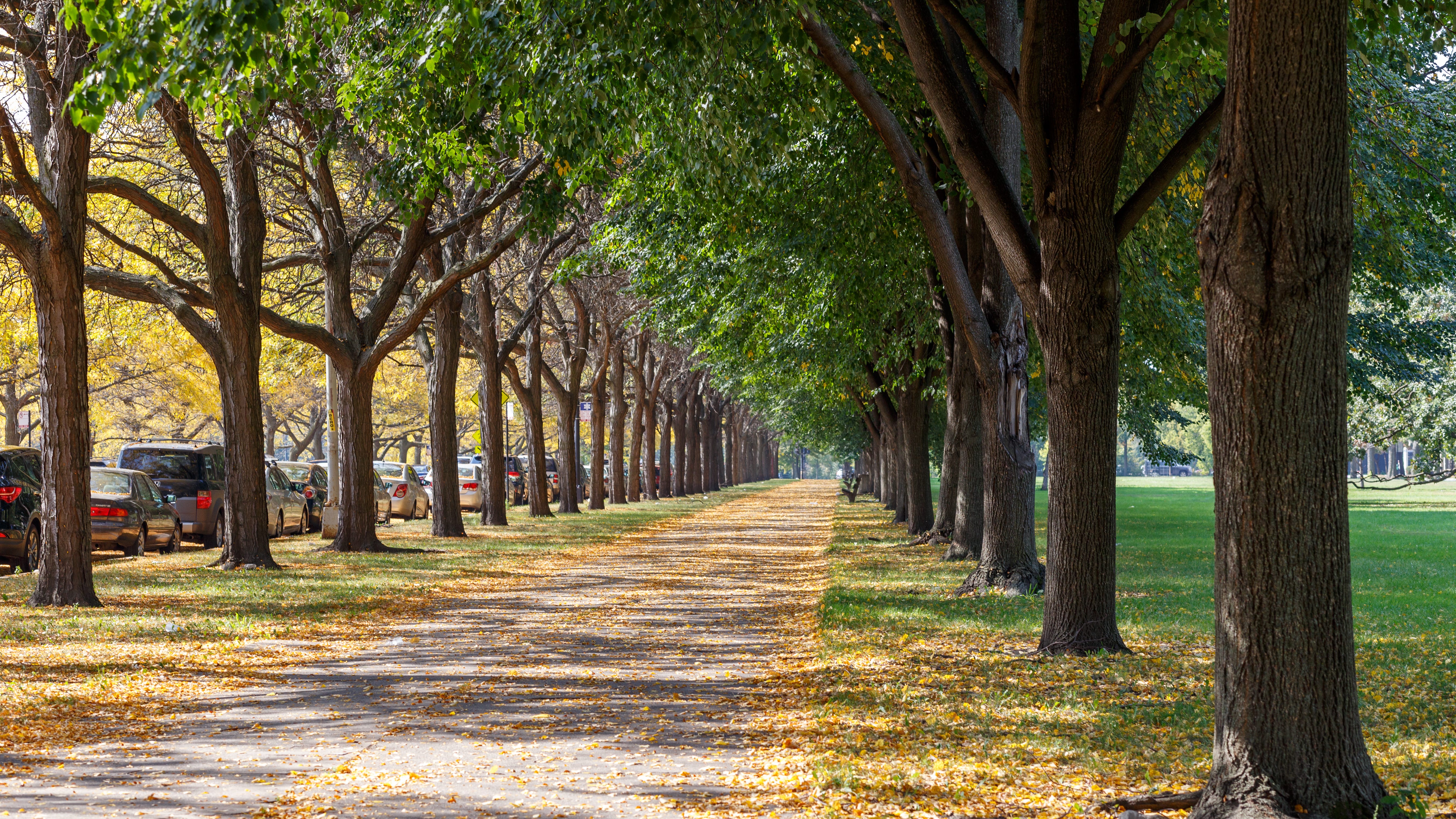 More than 34,000 trees trimmed in Chicago this year thanks to new system