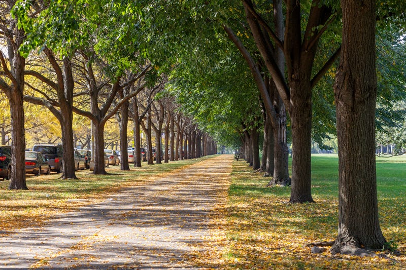 trees