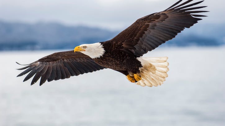 Bald eagle population struck by lead poisoning