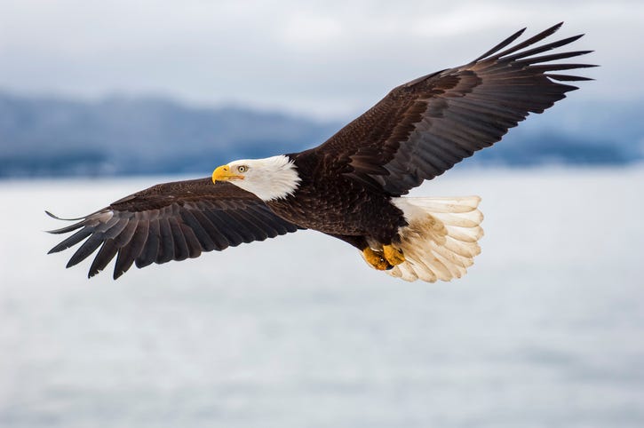 bald eagle
