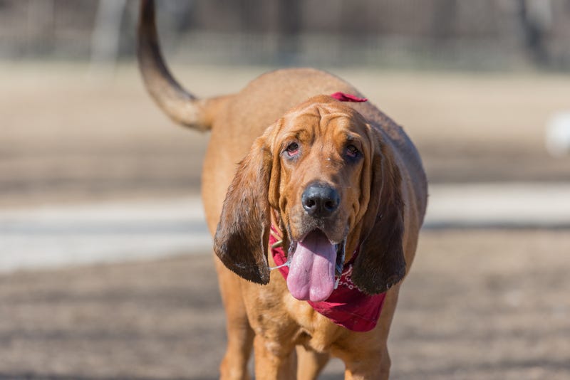 Bloodhound stock photo. 