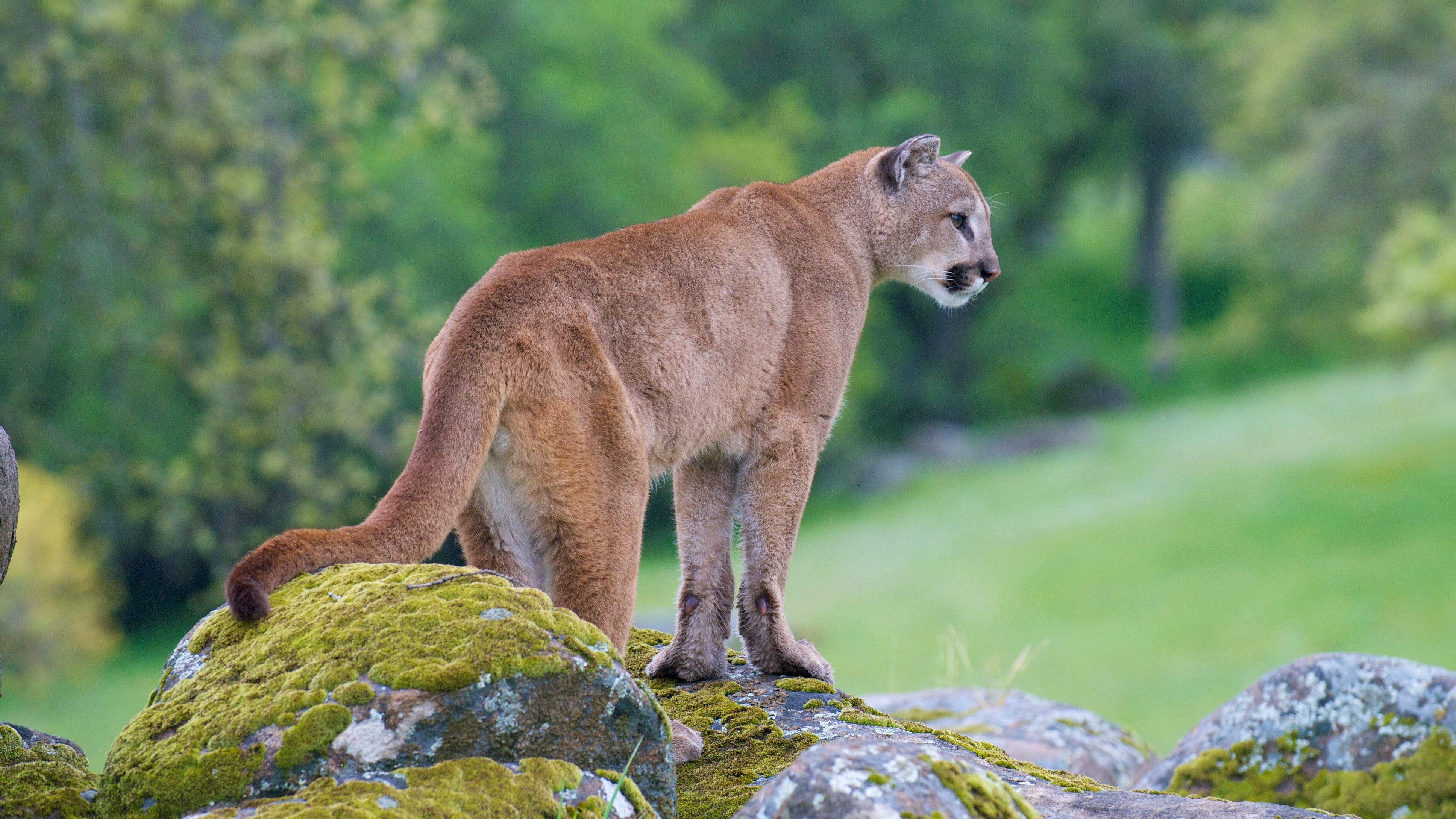 Mountain lion killed by vehicle on 101 Freeway