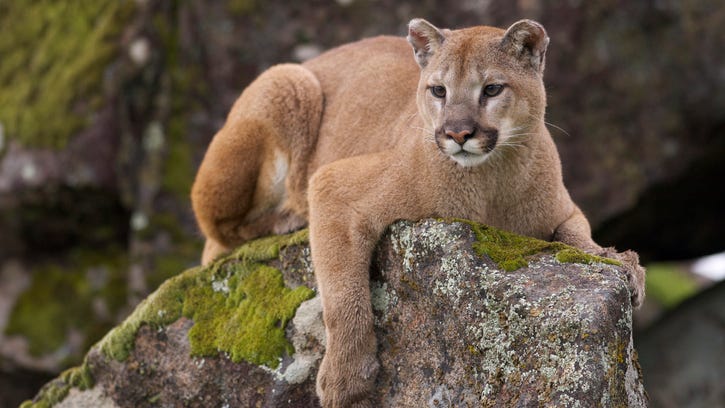 9-year-old survives rare cougar attack