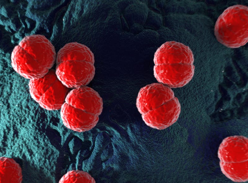 Neisseria meningitidis or meningococcus bacterium.