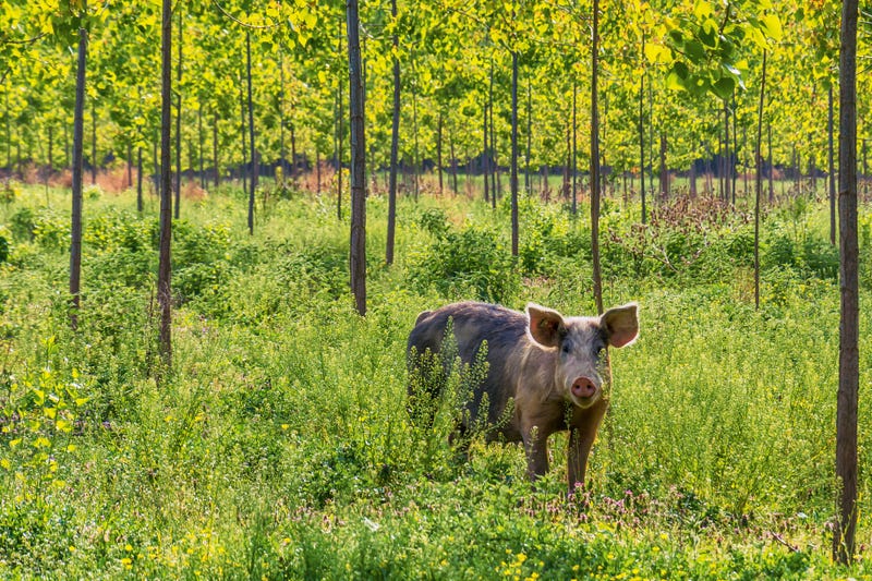 Feral Hogs