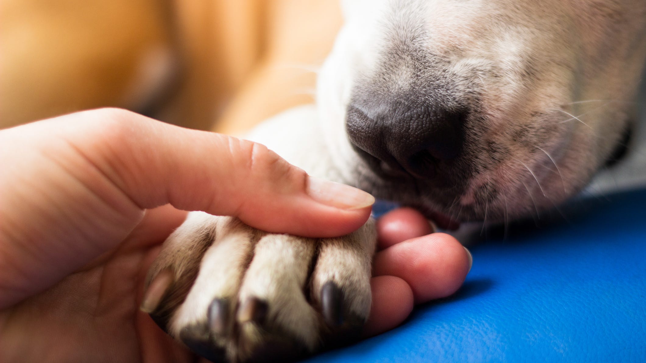 Dog missing for 7 years reunited with owner after being found over 1,000 miles away