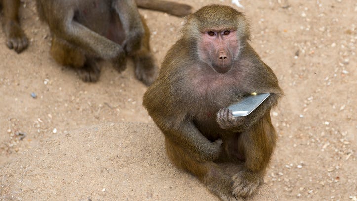 VIDEO: Monkey Steals Phone, Captures Vast Trove of Selfies