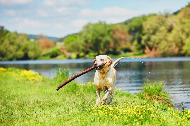 A dog beside a river.