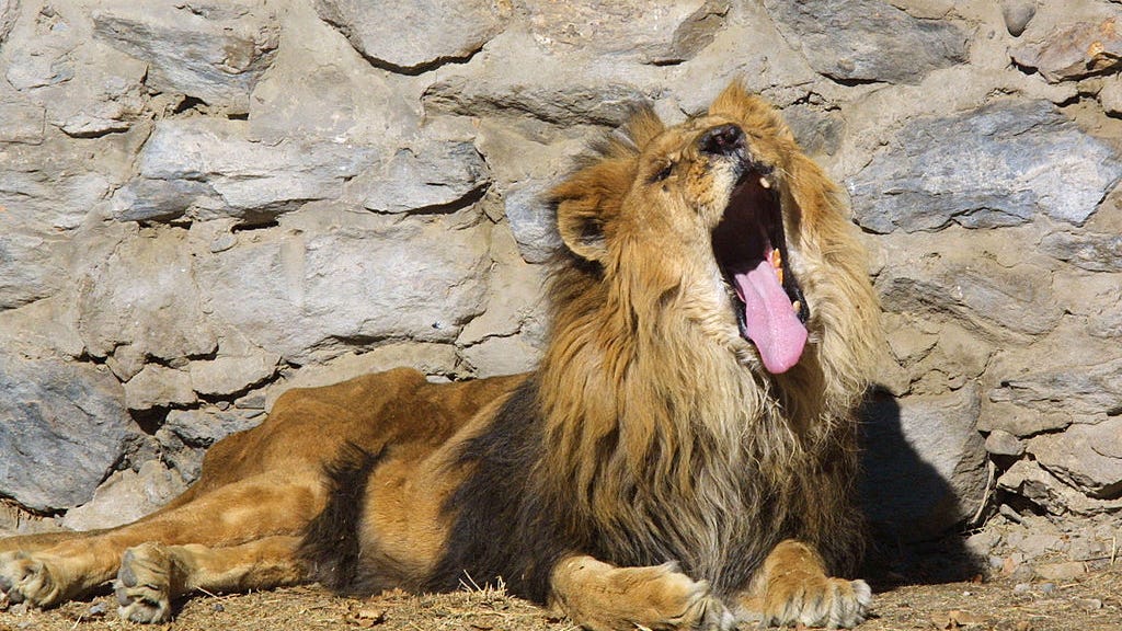 Nine great cats at the National Zoo test presumptive positive for COVID-19