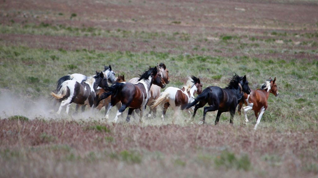Sen. Feinstein calls for investigation into illegal sale and slaughter of wild horses