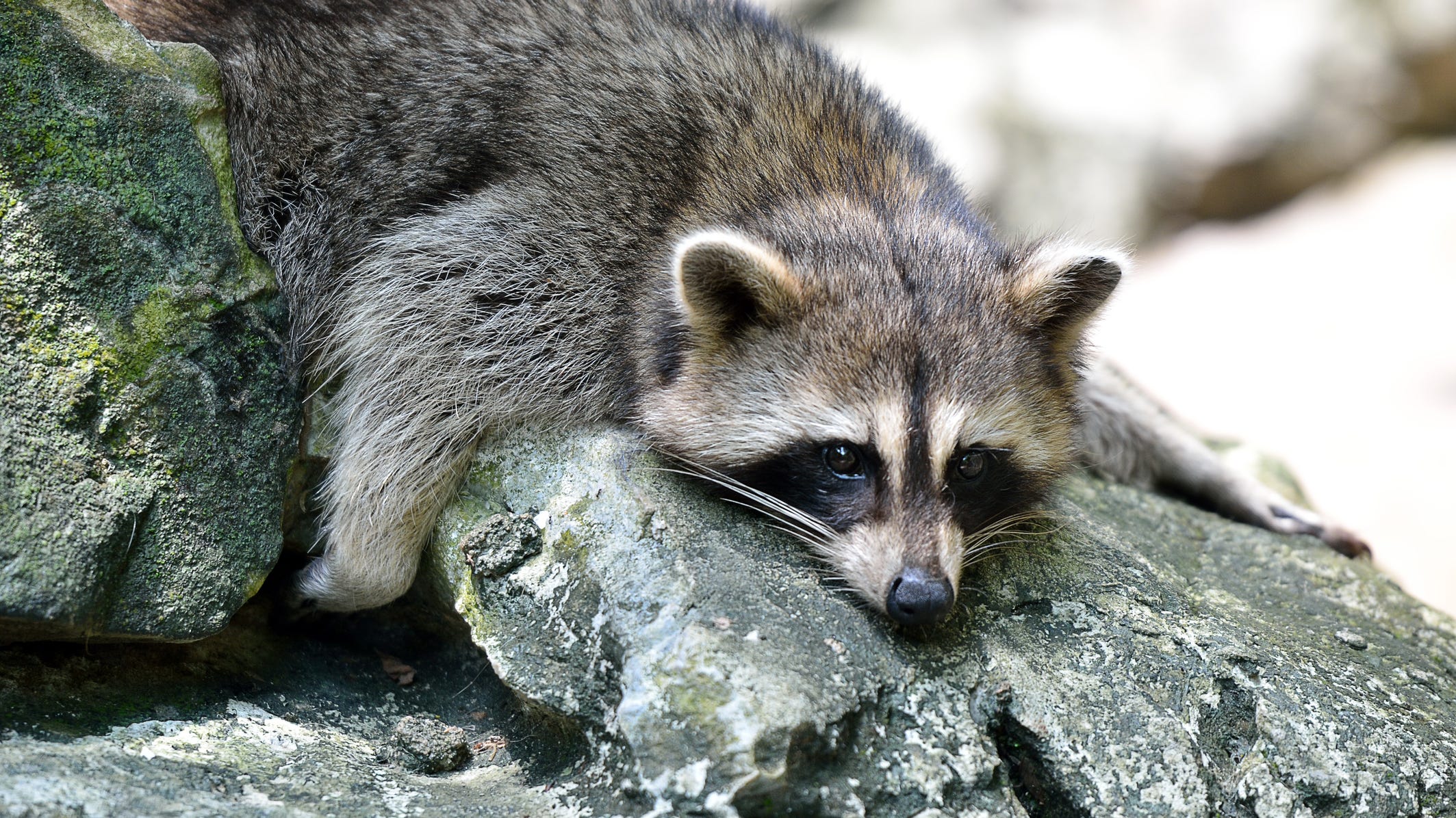 Maine woman causes rabies scare after bringing her raccoon to a Petco for a nail trim