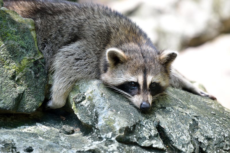 Raccoon.