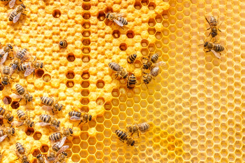 Bees in honeycomb