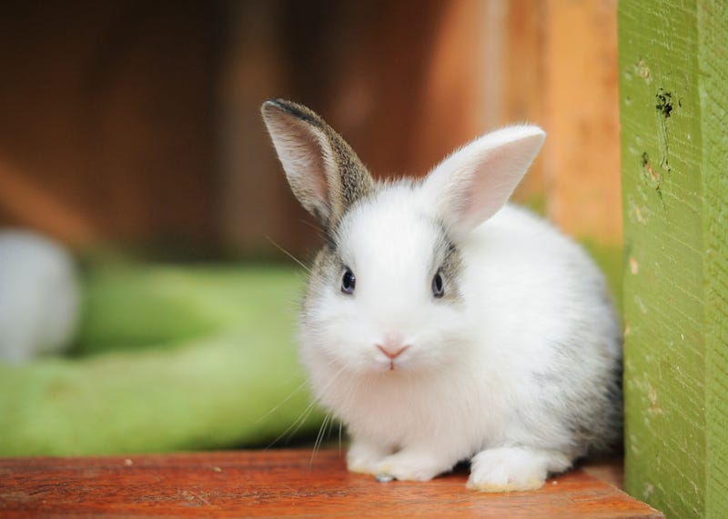 Domestic rabbit