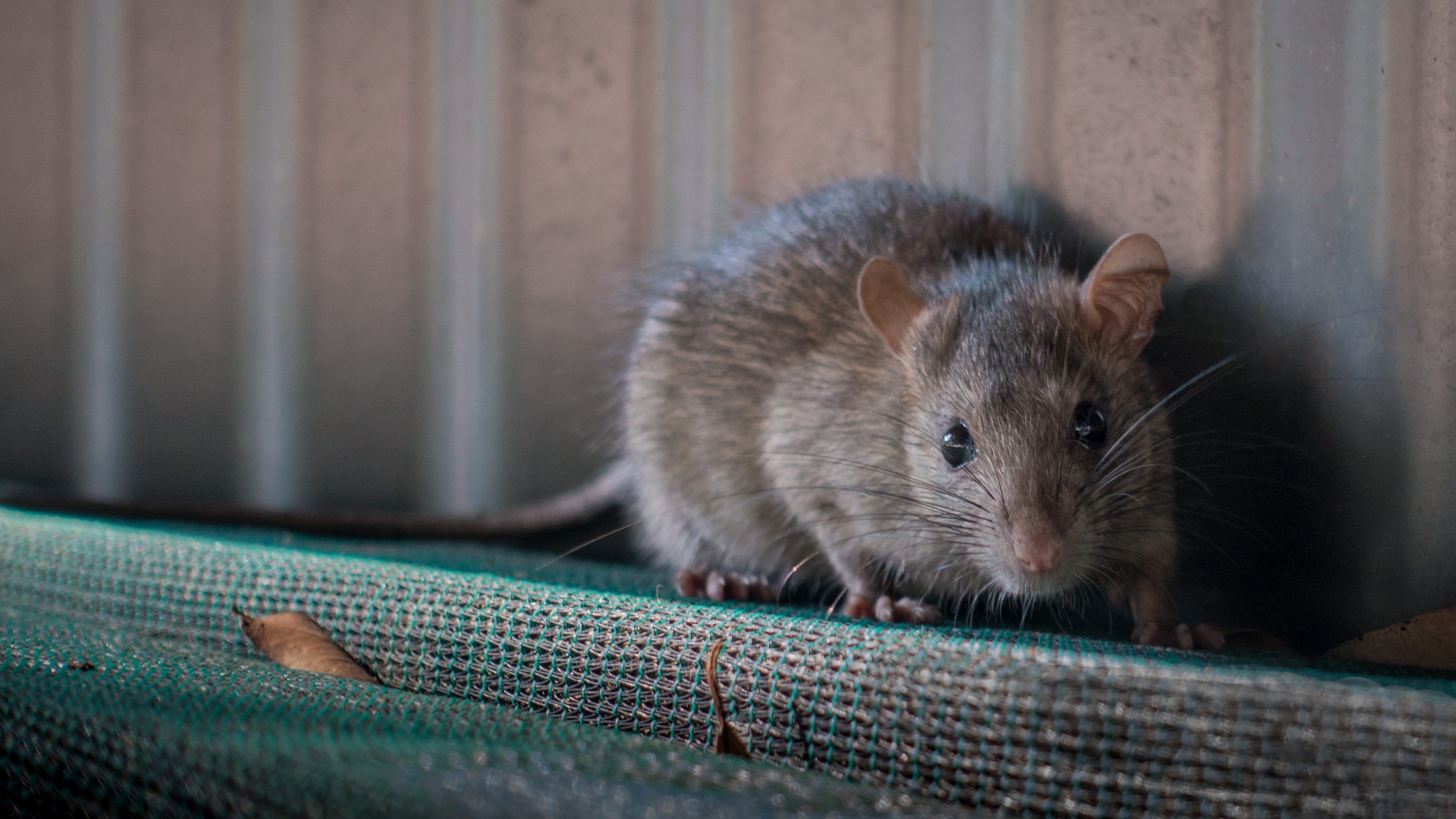 Rats! Canton Twp. officials go door-to-door to educate residents about rat infestation