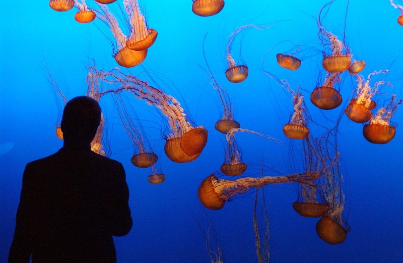 Monterey Bay Aquarium