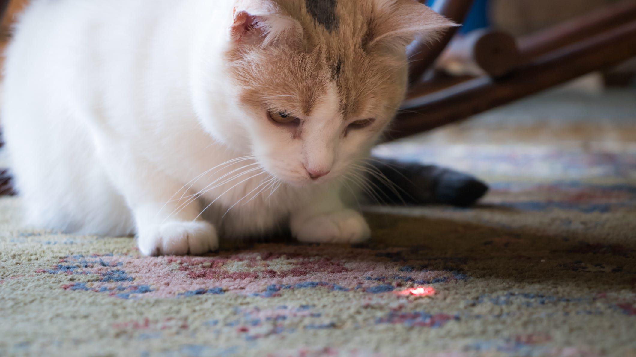 Teen shoots friend while trying to tease cat with laser