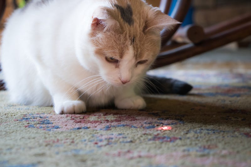 Cat looking at laser beam stock photo.