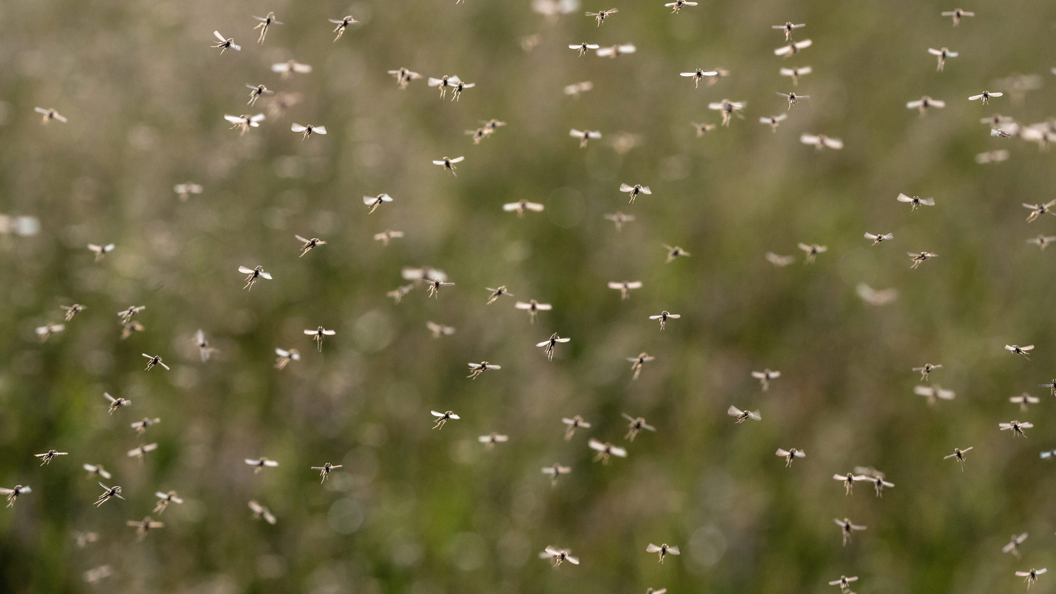 L.A. County mosquitoes continue to test positive for West Nile virus