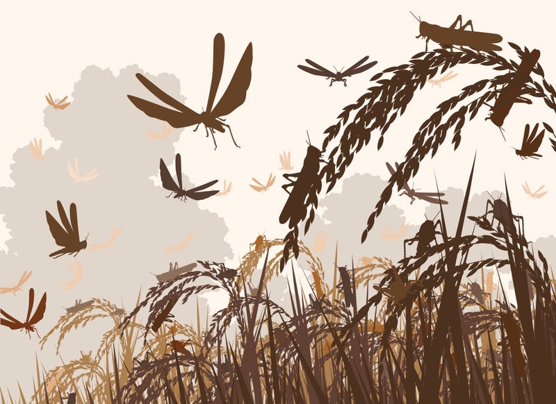 grasshopper plague