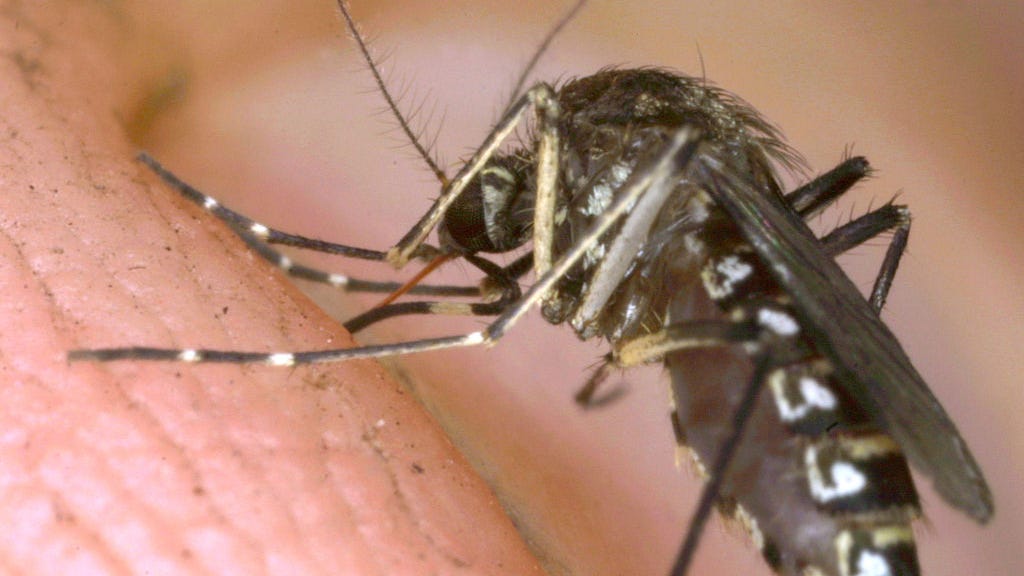 6 Expert Tips to Protect Yourself from Mosquito-Born EEE Virus