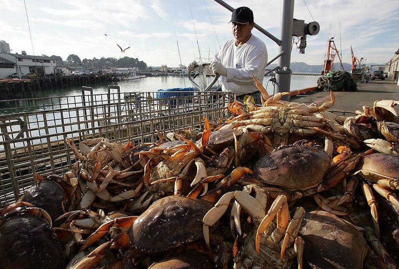 Freshly caught crab is seen in a bin after being unloaded from a boat on the first day of dungeness crab season November 15, 2006 in San Francisco, California. 
