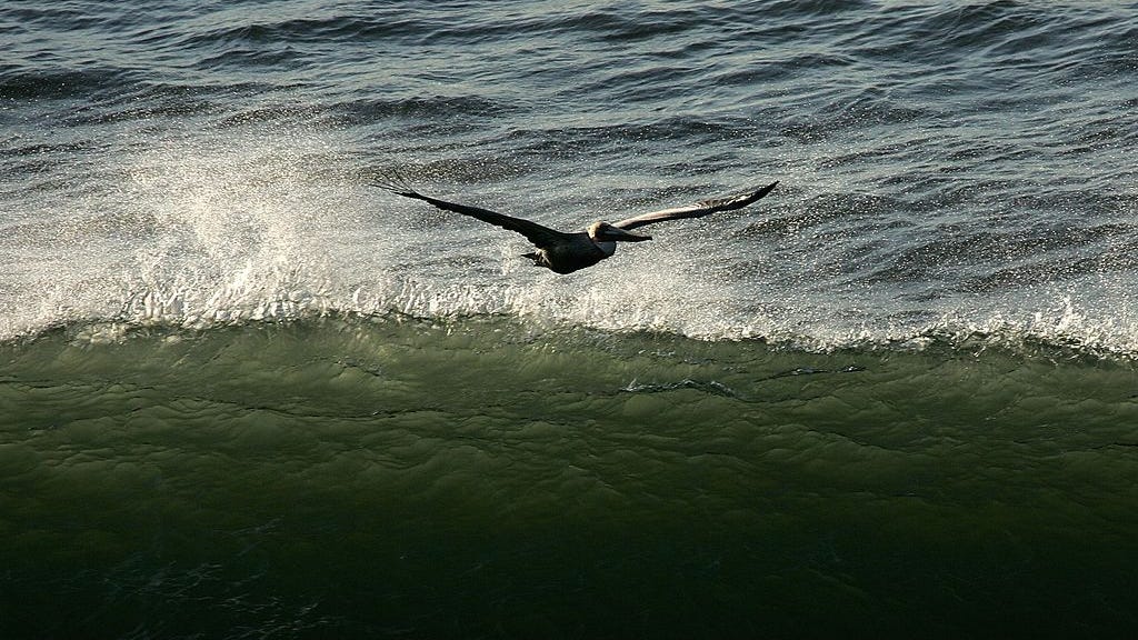 Cloudy with chance of anchovies: Why it's raining fish in parts of SF