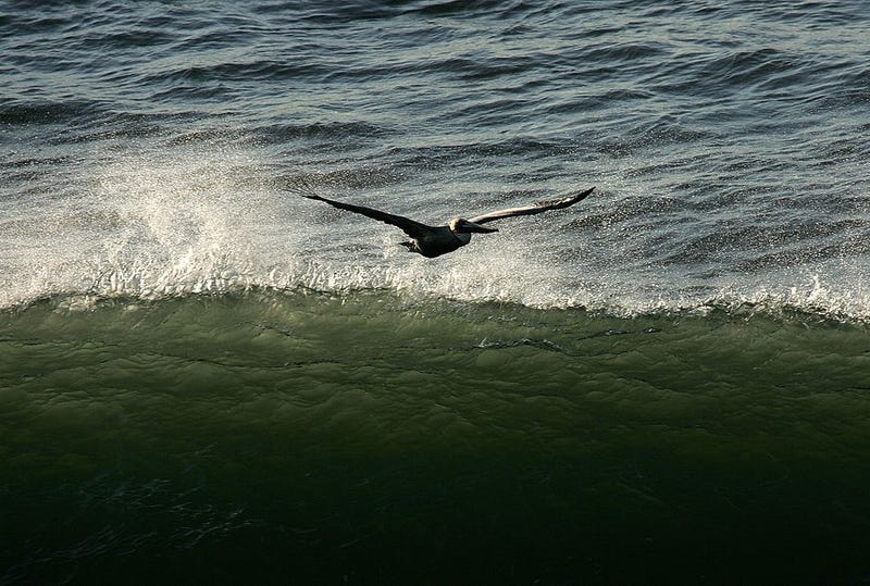 Brown Pelican flies along breaking surf at Ocean Beach December 5, 2006 in San Francisco, California.