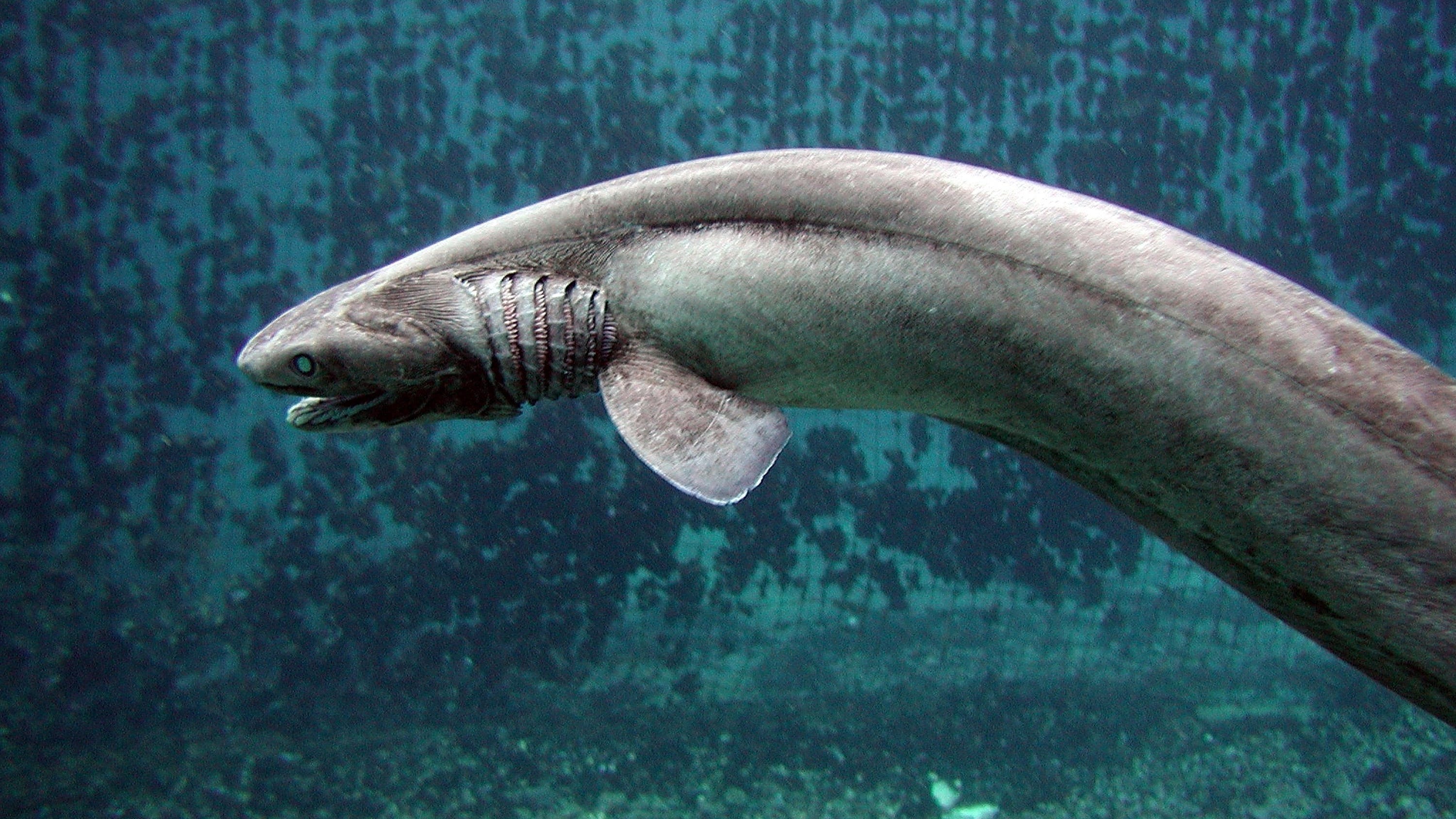 WATCH: Deep-sea fish devours a whole shark in rare video