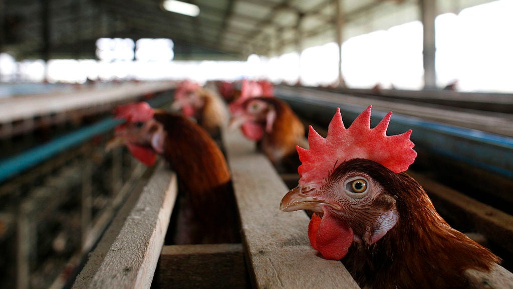 Eaten chicken in the last decade? You may be eligible for payment