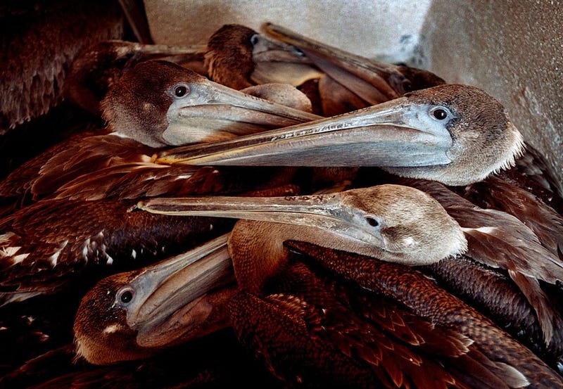 Endangered brown pelicans suffering from avian botulism huddle together after arriving at the Pacific Wildlife Project in Irvine, CA, Aug. 3, 2000, from the Sonny Bono Salton Sea National Wildlife Refuge. The United States Fish and Wildlife Service is trying to save the birds and slow the die-off event which has killed hundreds of the endangered pelicans and many other birds at the Salton Sea.