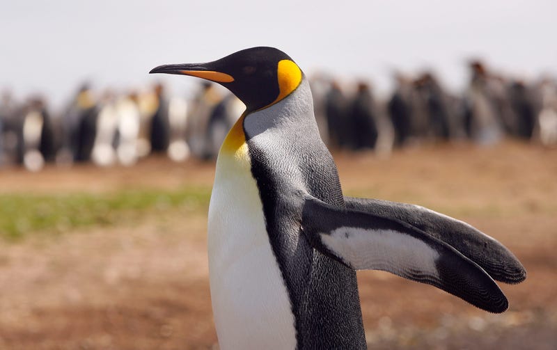 A King Penguin stretches its wings.