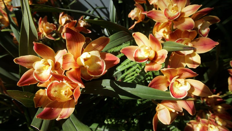 jardin botanico de nueva york