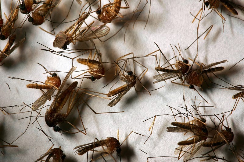 West Nile Virus