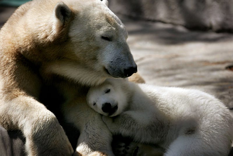 Mama Bear with Cub